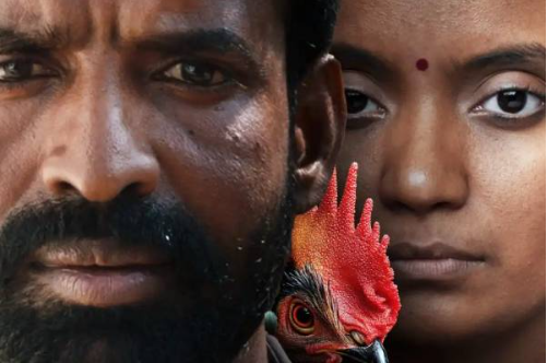 கொட்டுக்காளி: விமர்சனம்